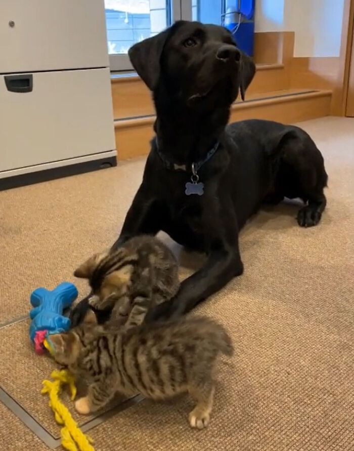 7 Motherless Kittens Found A Surrogate Dad In This Rescue Labrador Retriever Before They Found Their Forever Home
