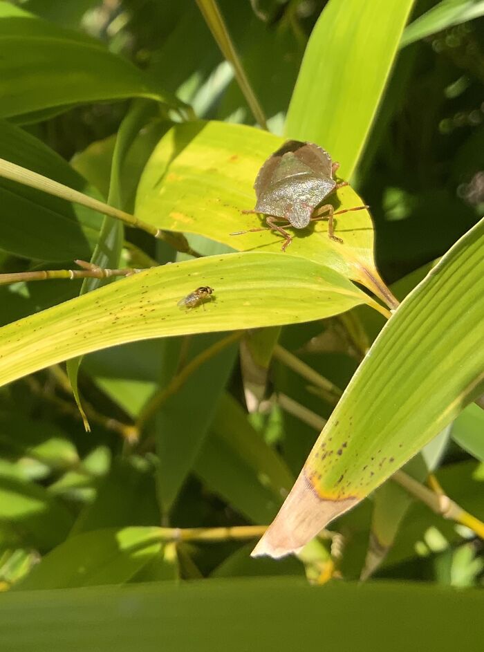 A Shield Bug With Tiny Friend In My Garden Today 🙂