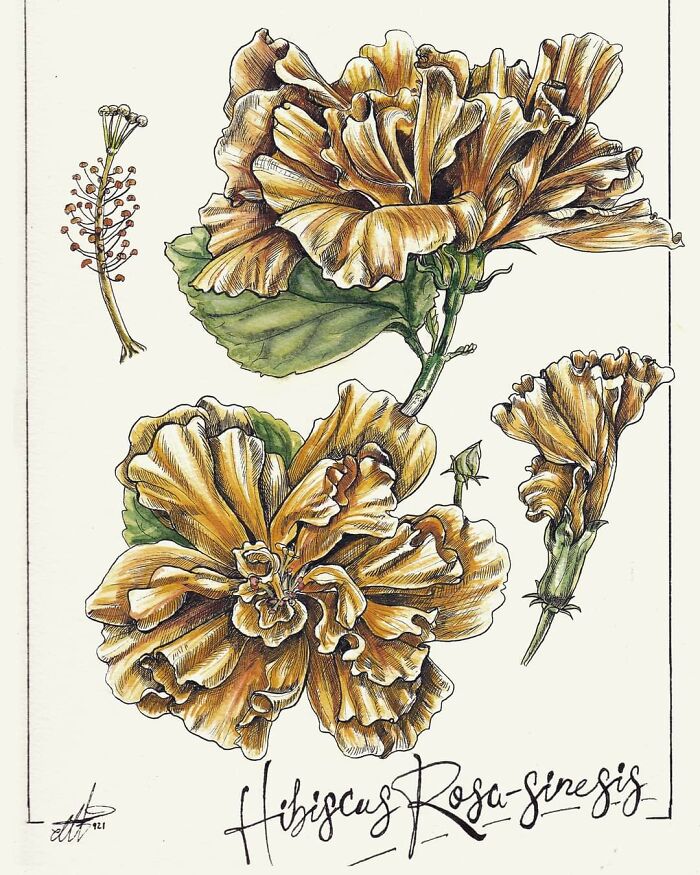 Hibiscus Rosa-Sinesis, Ink And Watercolor