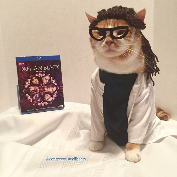For 4 Years, Every Week, This Cat Becomes An Iconic Figure To Promote The Library (231 Pics)