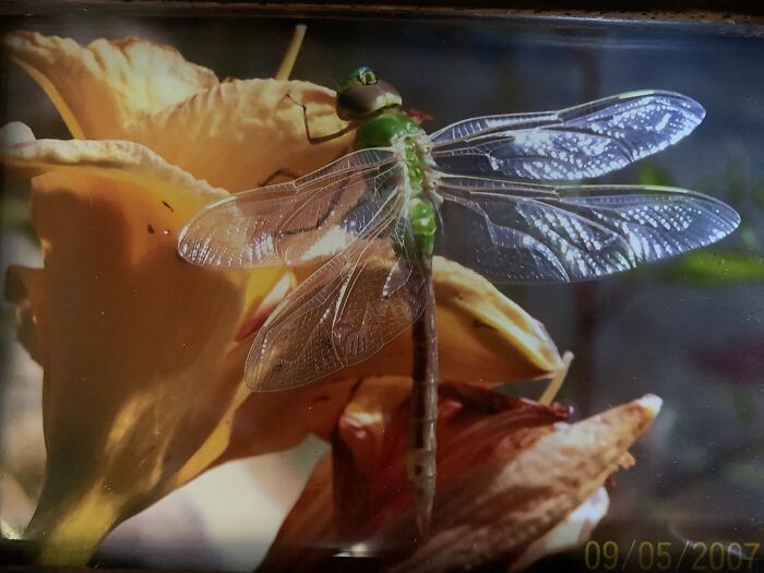 Green Darner Dragonfly I Took By My Pond Years Ago. So Beautiful