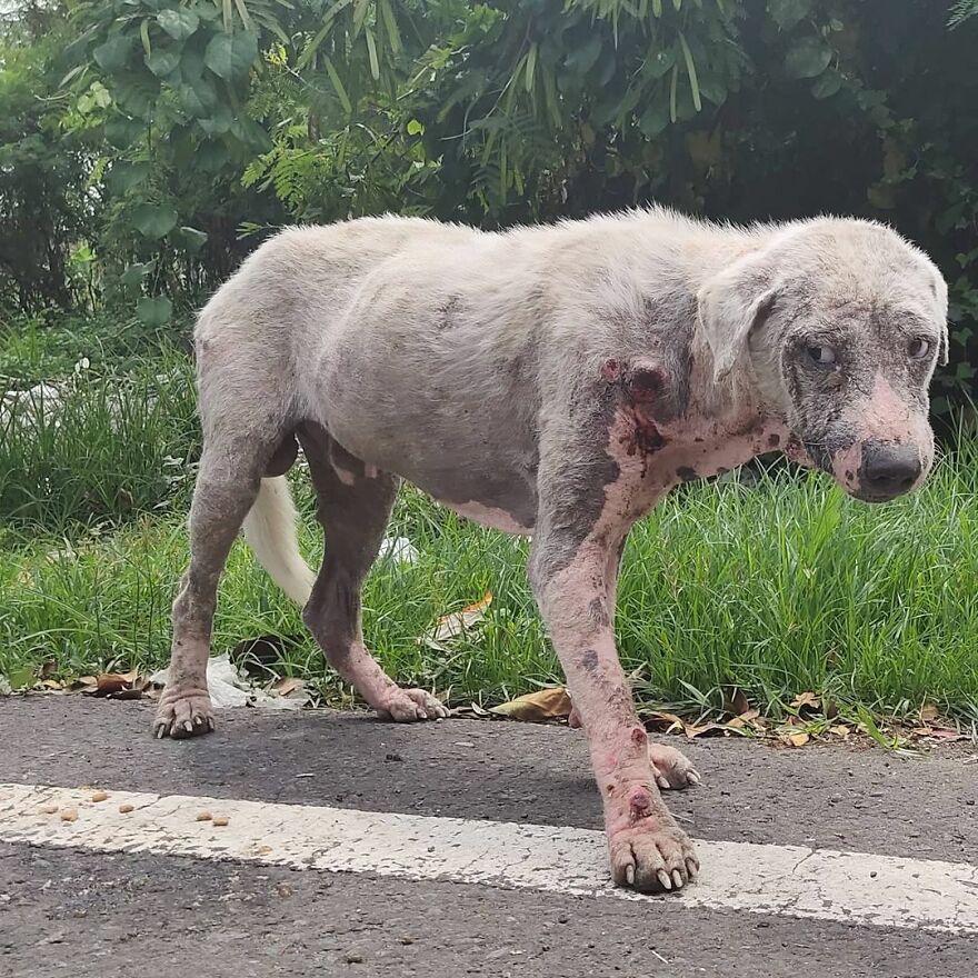 Hairless Dog Found By Gas Station Becomes A Fluffy, Lovable Giant