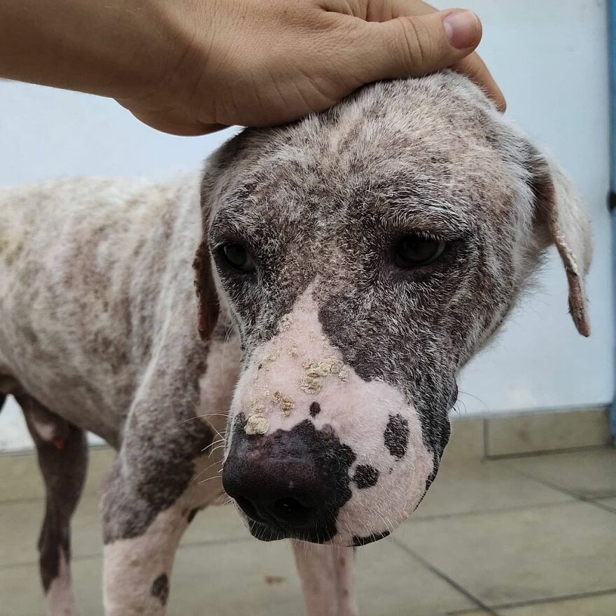 Hairless Dog Found By Gas Station Becomes A Fluffy, Lovable Giant