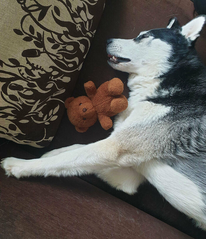 My Dog Loki Napping With His Teddy