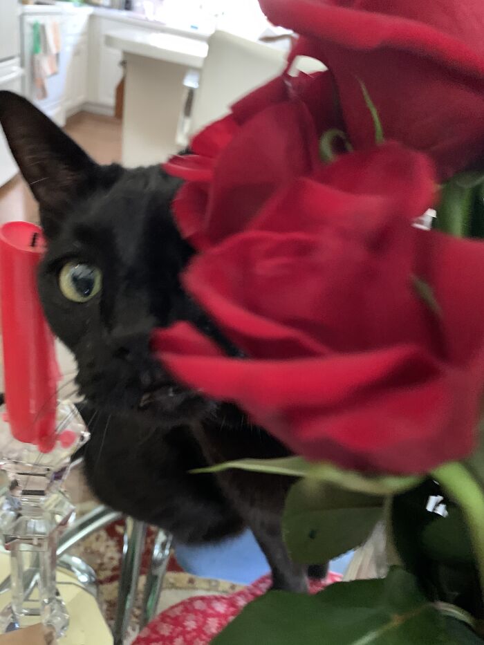 Flash Smelling The Roses.