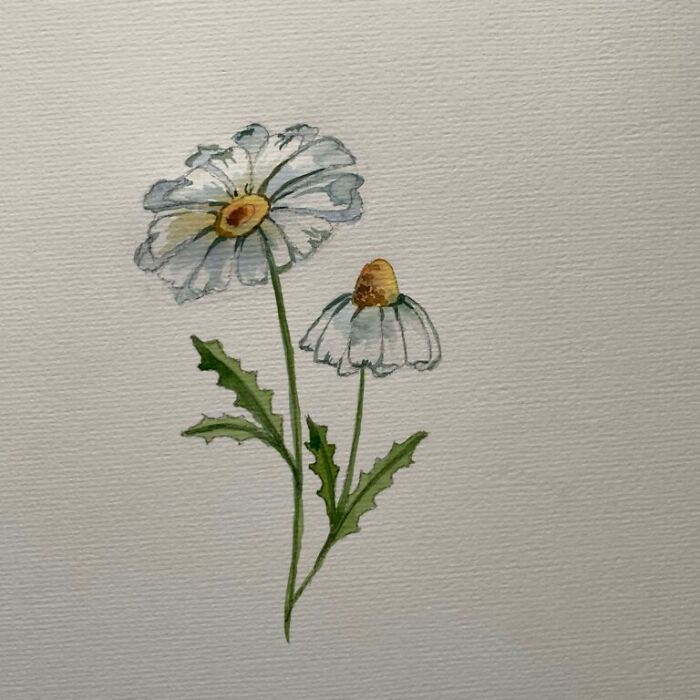 Watercolor Daisy