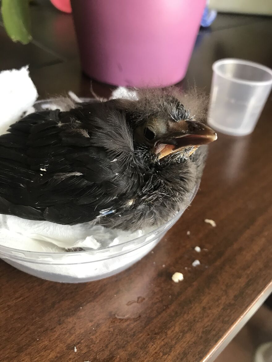 How I Saved An Injured Baby Bird