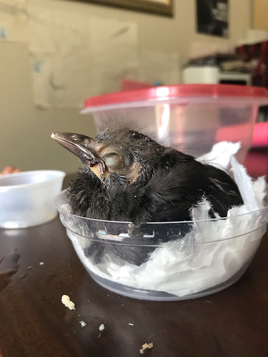 How I Saved An Injured Baby Bird