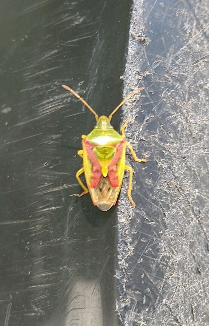 Daughter Spotted A "Shield Bug With A Butterfly On It's Back"