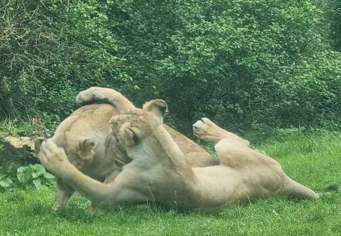 Picture Of Two Lionesses Playing At A Dutch Zoo. The Nicest Picture I Made This Week .