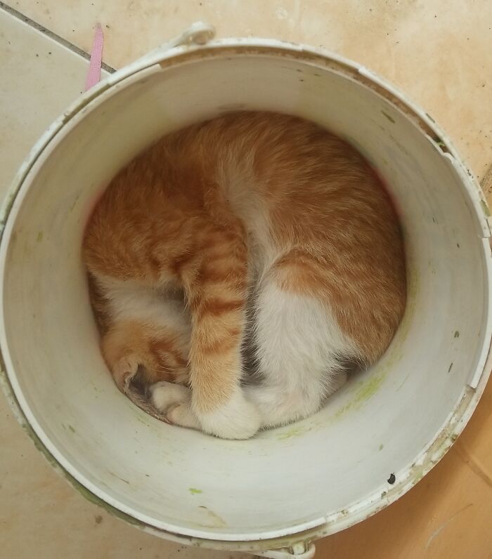 Oyen Loves To Sleep In Cramped Space Like This