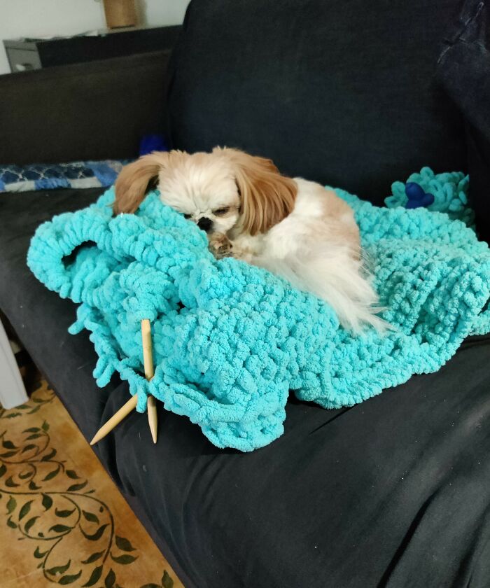 Why I Can't Get Any Knitting Done.