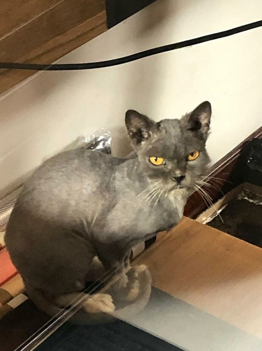 Bali’s Very Own Rescued Grumpy Cat