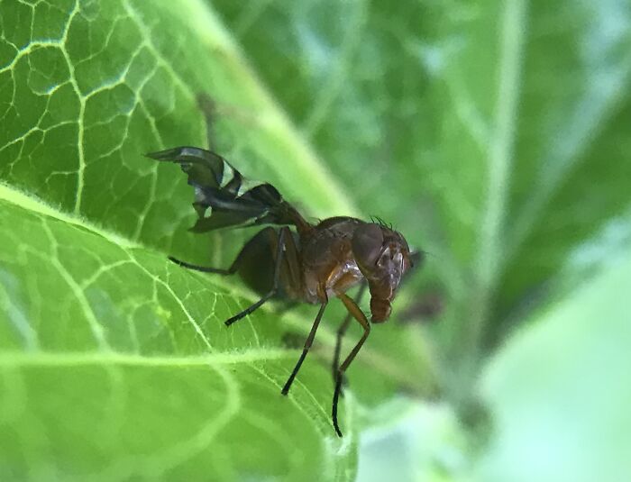 Interesting Fly Found In My Garden, Anyone Know That Name?