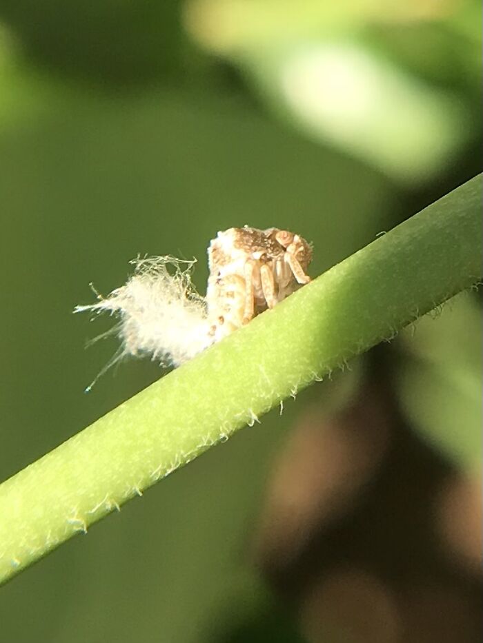 Unique Aphid, Fluffy Tail And They Always Look A Little Bit Grumpy