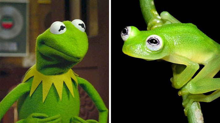 Esta especie de rana se parece a Kermit / Rene / Gustavo