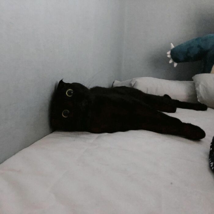 Meet Meonji The Black Cat That Is The Instagram Sensation
