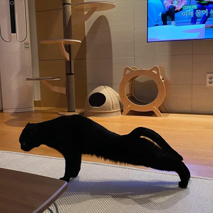 Meet Meonji The Black Cat That Is The Instagram Sensation