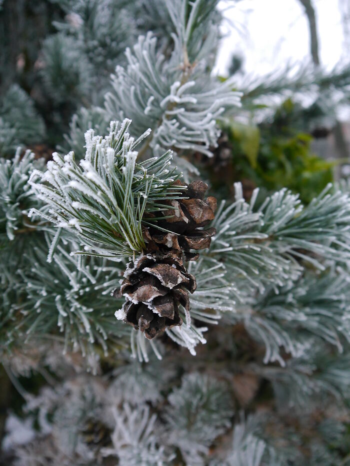 Conifer Detail In Winter (Sciadopitys Verticillata?)