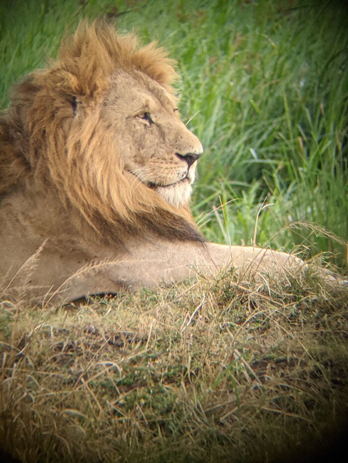 I Found This Majestic Lion In Kenya