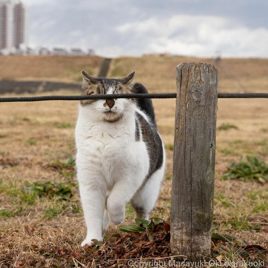 Photographer Continues To Photograph Cats On The Streets Proving That Cats Really Are The Kings Of The World (New Pics)