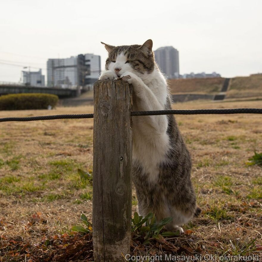 Photographer Continues To Photograph Cats On The Streets Proving That Cats Really Are The Kings Of The World (New Pics)