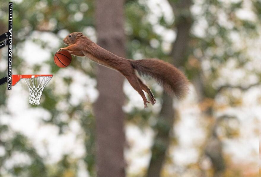 Sorry Shaquill, Squirrels Do It Better!