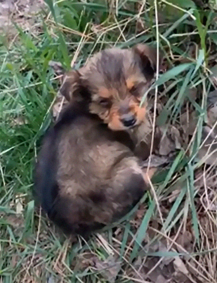 Pup Was Using A Shoe As A Shelter Until This Man Saved Him And Gave Him A Home