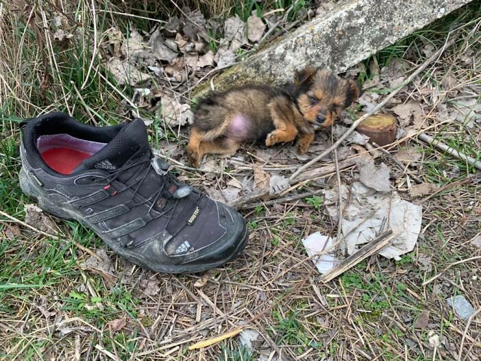 Este cachorro usaba un zapato como refugio hasta que alguien lo salvó y le dio un hogar