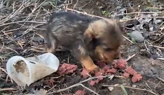 Pup Was Using A Shoe As A Shelter Until This Man Saved Him And Gave Him A Home