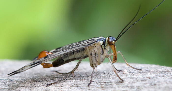 This Is A Really Cool Fly Called The Scorpionfly, But Don't Worry It's Harmless ;)
