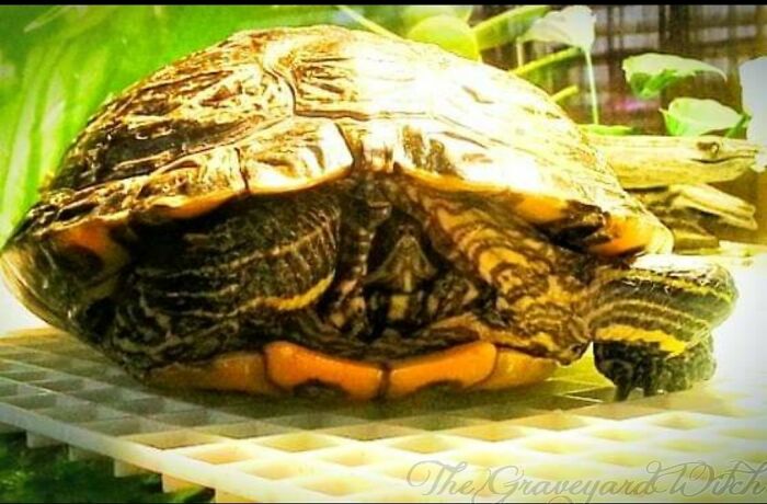 Gladys The Sleepy Turtle