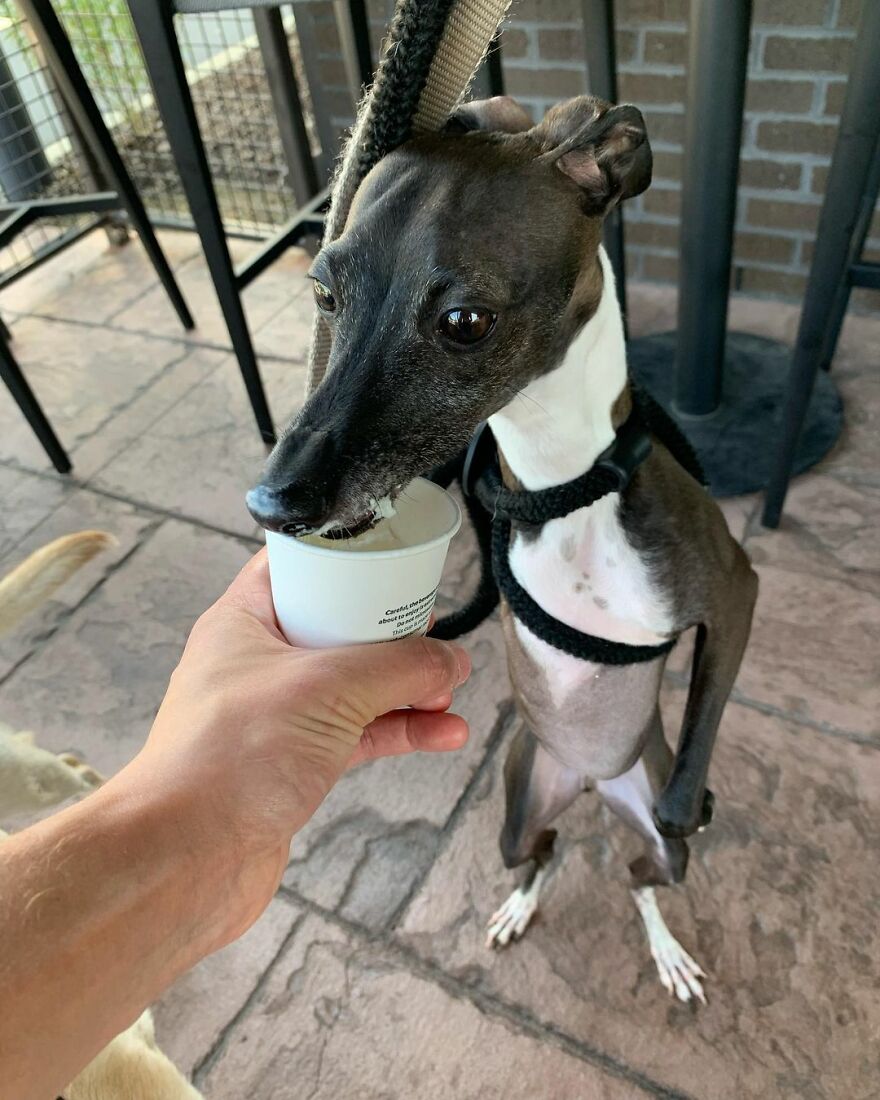Italian Greyhound "Melts" When His Owner Tries To Take Pictures With Him