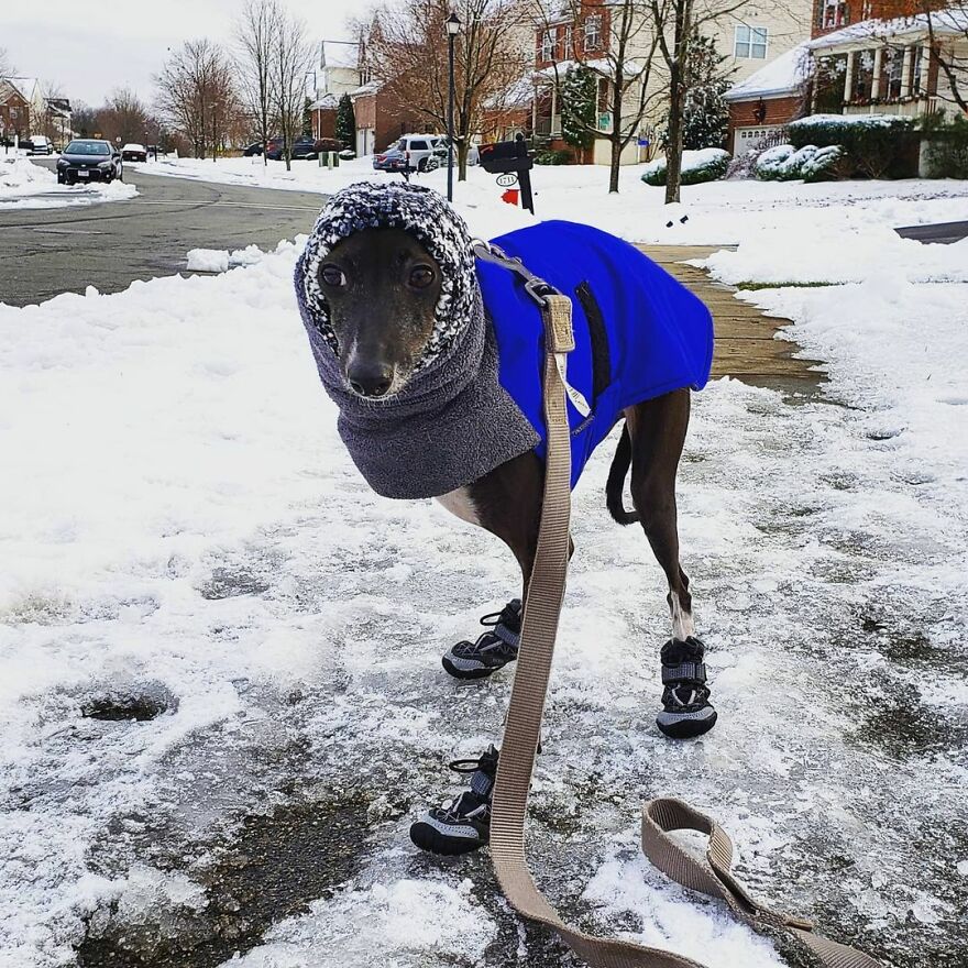 Italian Greyhound "Melts" When His Owner Tries To Take Pictures With Him