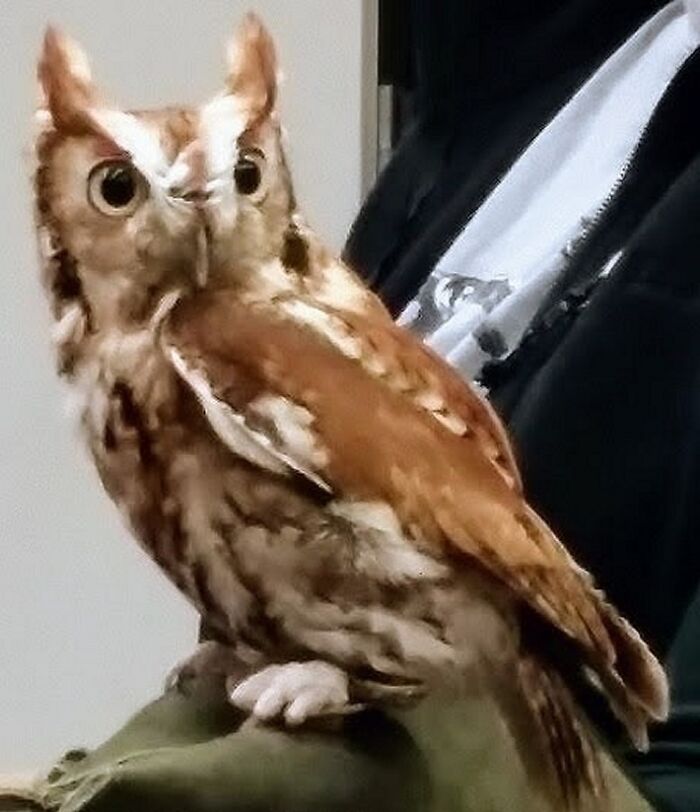This Is Sparro (A Screech Owl I Am Rehabbing) Who Lost The Toes On Her Left Foot Due To Getting Tangled In Fishing Line. This Is Her "Wtf" Look When I'm Taking Too Long To Get Her Dinner. Then She Won't Eat It Until I Go Away, To Punish Me. :)