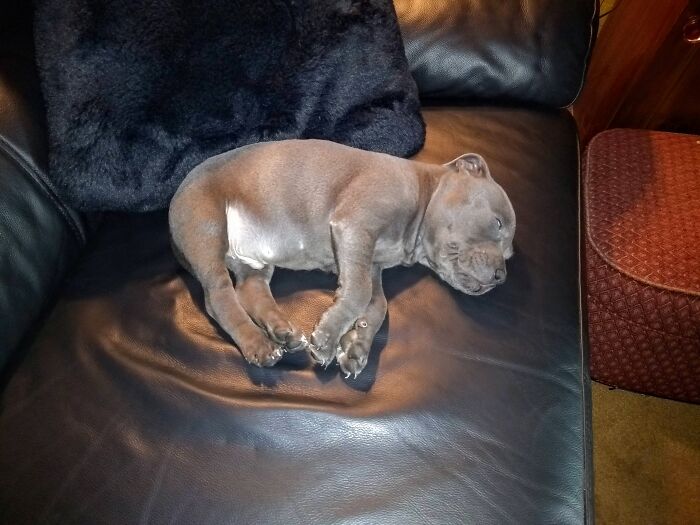 Ted - Blue Staffy Pup - Having A Snooze ...
