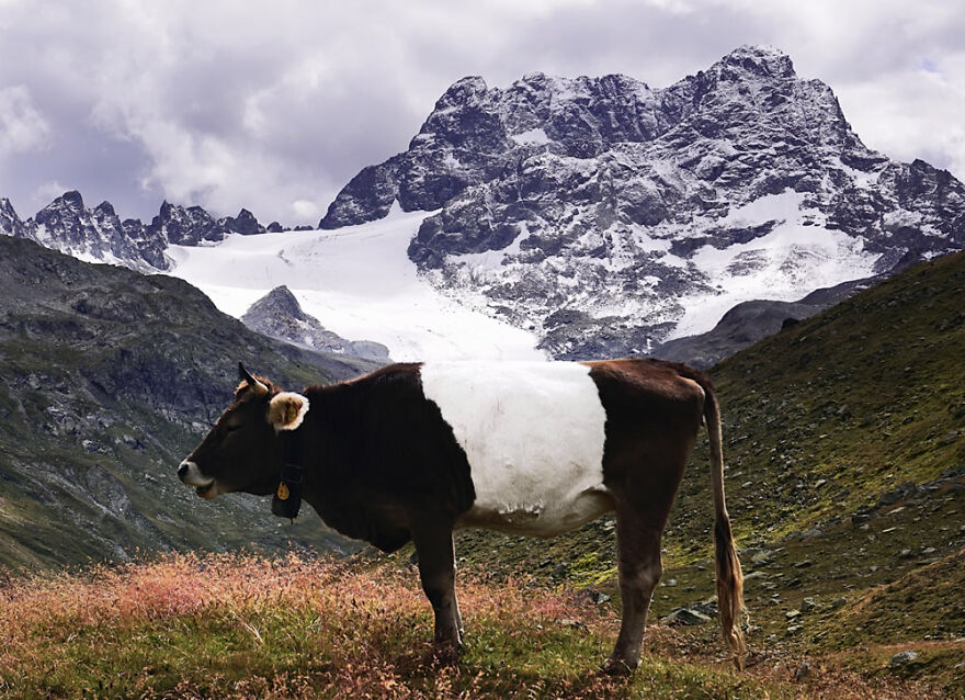 Landscapes – Best Entry By Stefan Schorno. Kuh Oder Gletscher?