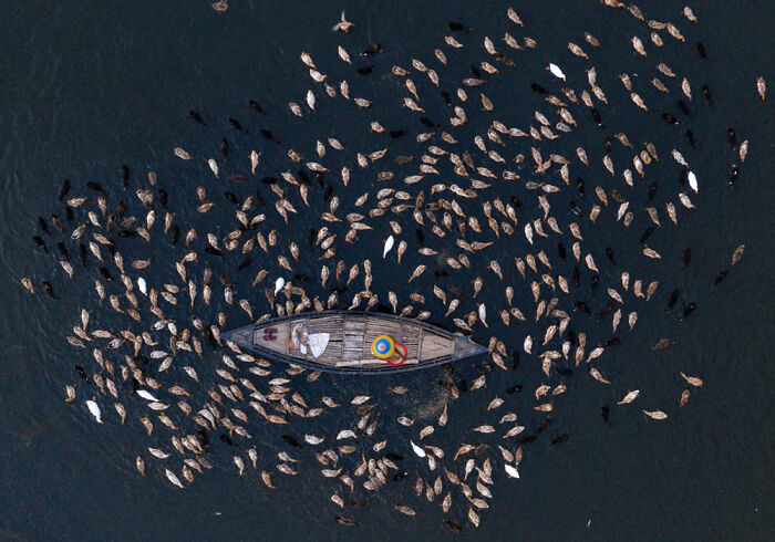Fotos aéreas, mejor obra: “Patos alimentándose” por Sultan Ahmed Niloy
