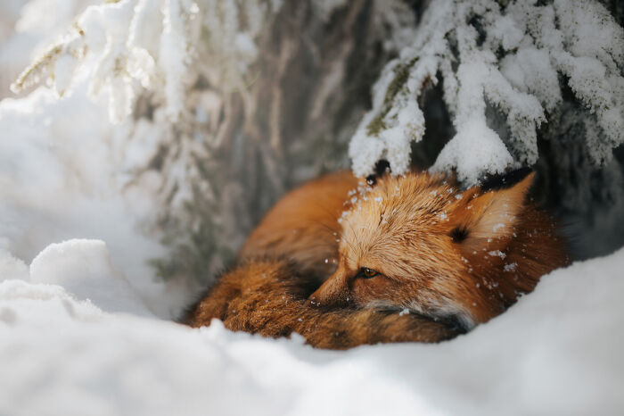 Animales: “Siesta en invierno” por Grzegorz Bukalski