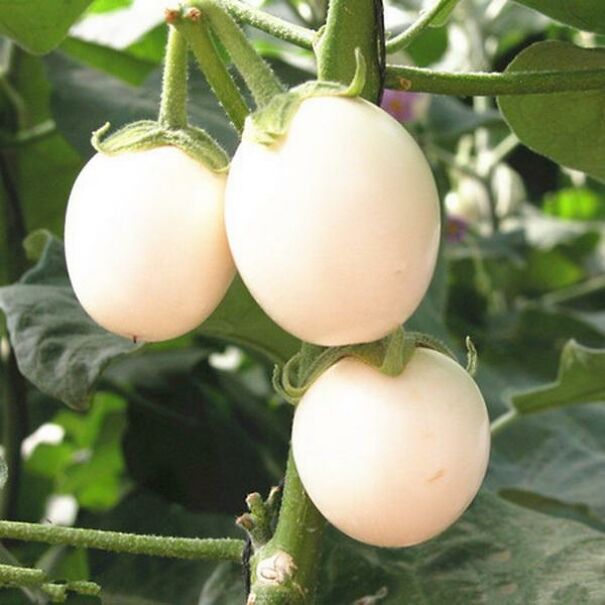 Vegetable-fruit-seeds-Solsnum-melongena-seeds-Shaped-like-an-egg-eggplant-seeds-Very-tasty-Bonsai-plants_x700-6114226fc84b8.jpg