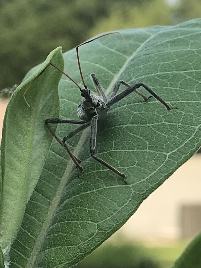 Wheel Bug, I Find Them To Be Extremely Intelligent And Shy