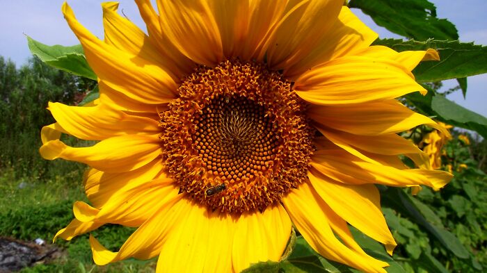 Wild Bee In A Sunflower