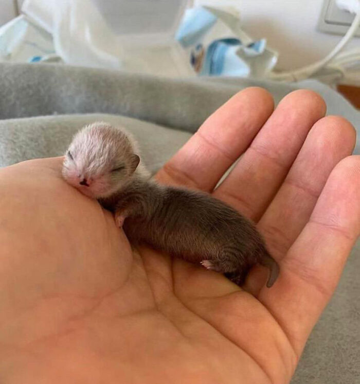 Newborn Otter