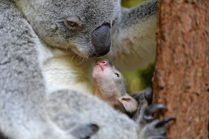 Uno de los más recientes exploradores del zoo de Australia asomó su cabeza esta mañana
