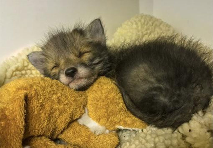 Newborn Fox