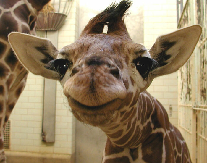 Newborn Giraffe Smiling