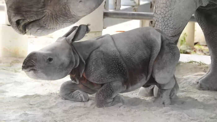 A Baby Tank Puppy Was Born At The Miami Zoo