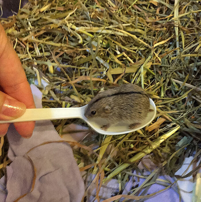 A 2 Week Old Lemming In A Spoon