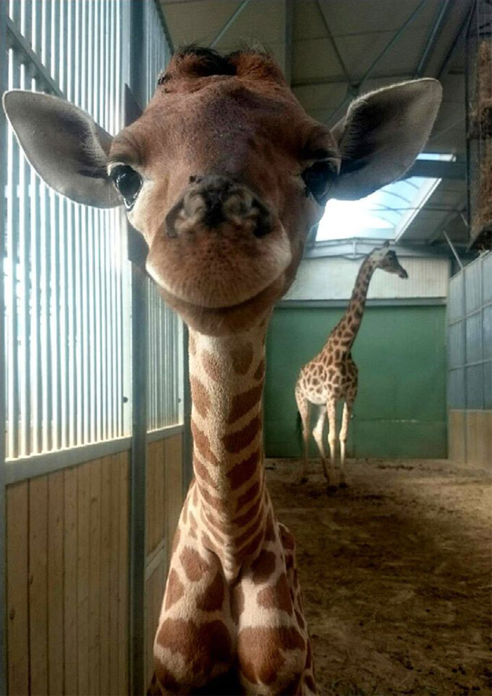 Baby Giraffe Loves To Smile