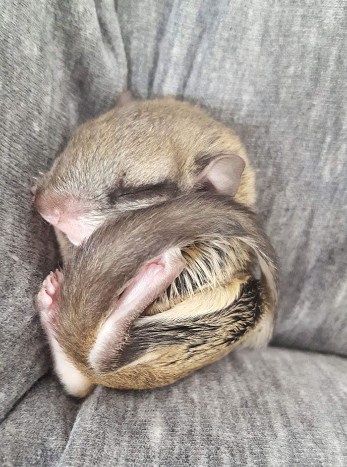 Baby Flying Squirrel
